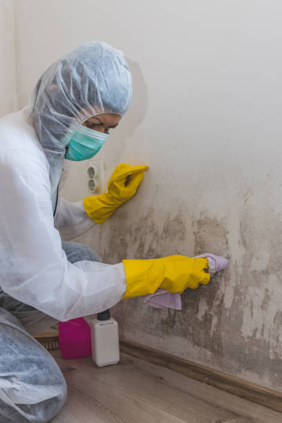 Best Mold-Related Health Consultation  in Madeira Beach, FL
