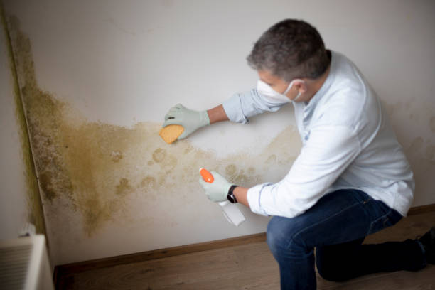 Biohazard Mold Removal in Madeira Beach, FL